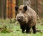 Prvi slučaj afričke kuge kod divljih svinja u Crnoj Gori