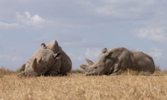 Životinje: Prva trudnoća nosoroga vantjelesnom oplodnjom na svijetu „mogla bi da spase vrstu“