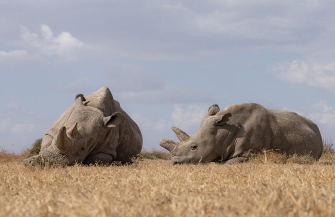 Životinje: Prva trudnoća nosoroga vantjelesnom oplodnjom na svijetu „mogla bi da spase vrstu“