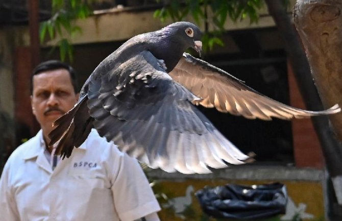 U Indiji oslobođen golub prethodno osumnjičen za špijunažu
