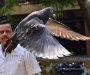 U Indiji oslobođen golub prethodno osumnjičen za špijunažu