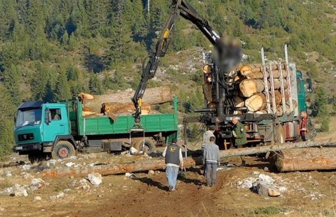 Tužilaštvo izviđa sječu šume u NP Durmitor