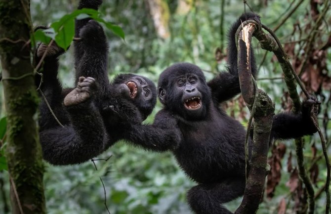 Životinje i nauka: Zašto su majmuni, psi, konji i pacovi razvili smisao za humor