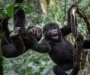 Životinje i nauka: Zašto su majmuni, psi, konji i pacovi razvili smisao za humor