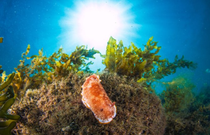 Nova vrsta morskog puža otkrivena u vodama Velike Britanije