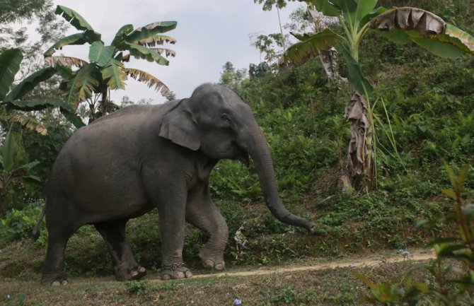  [ BBC ] 02. 03. 2024.09:02 Životinje: Sud u Bangladešu zabranio usvajanje kritično ugrožene vrste slonova