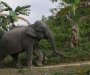 Azijski slonovi sahranjuju svoje mrtve