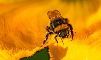 Apiterapija : Koliko je pčelinji otrov djelotvoran po zdravlje