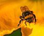 Apiterapija : Koliko je pčelinji otrov djelotvoran po zdravlje