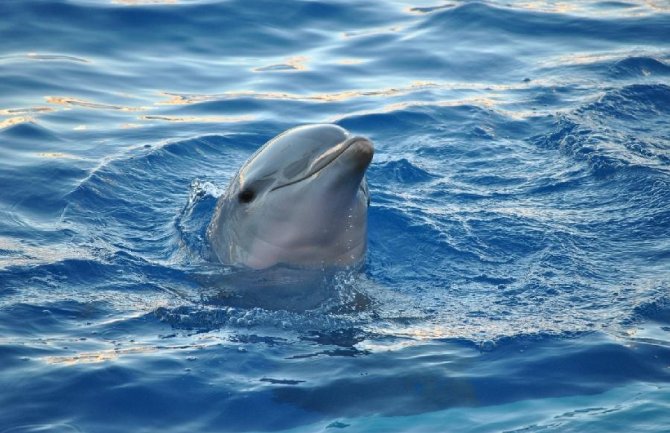 Delfini mogu da skeniraju skelet ljudi