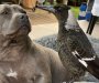 Životinje: Velika polemika u Australiji - hoće li svraka biti vraćena vlasnicima
