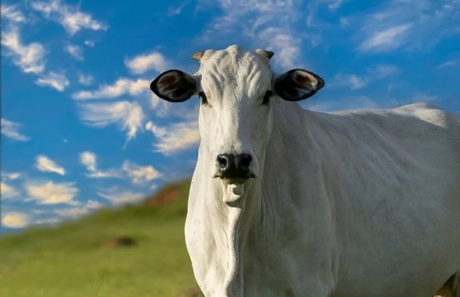 Ova krava je prodata za 4,8 miliona dolara, evo po čemu je posebna