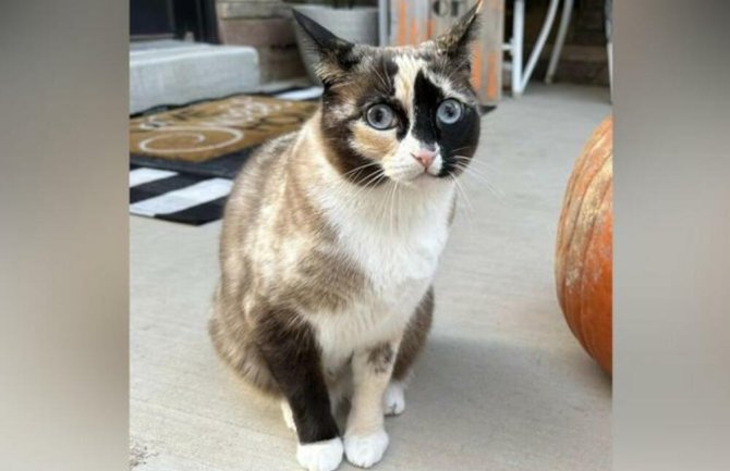 SAD: Mačka greškom ušla u poštanski paket i stigla do Kalifornije