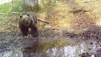 Medvjed u Japanu napao policajce i usmrtio jednog čovjeka: Izdato upozorenje za stanovnike