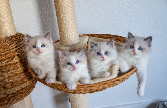 Ove tri pasmine mačaka smatraju se najljepšim na svijetu