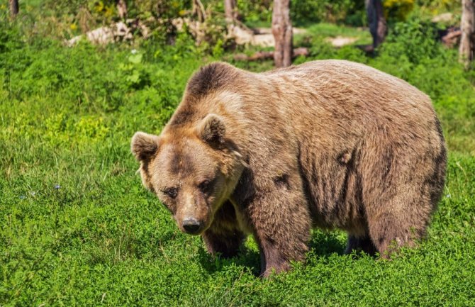 Medvjed upao u kuću i napao tinejdžera, spasio ga brat