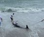 Delfin se nasukao na Jazu