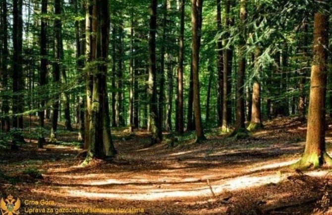 Poslanici da spriječe gašenje Uprave za gazdovanje šumama i lovištima i uništenje šuma