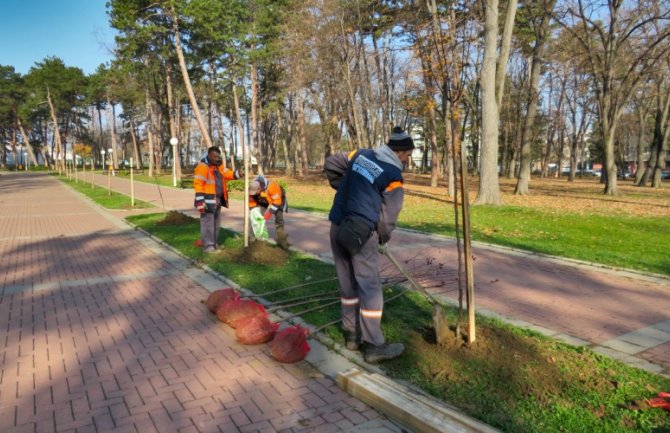 Podgorica: Zasađen novi drvored brijesta u Ulici kralja Nikole