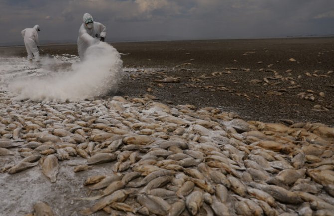 Više hiljada riba uginulo u jezeru u Meksiku