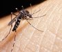 Komarci i zaraza: Denga groznica se širi Evropom, klimatske promjene jedan od uzroka