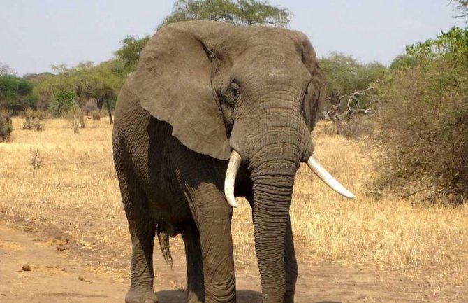 Slonovi oslovljavaju jedni druge po imenu, otkrili naučnici