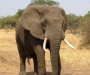 Slonovi oslovljavaju jedni druge po imenu, otkrili naučnici