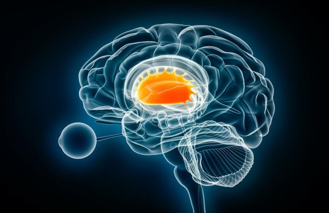 Naučnici pronašli porijeklo mucanja u mozgu