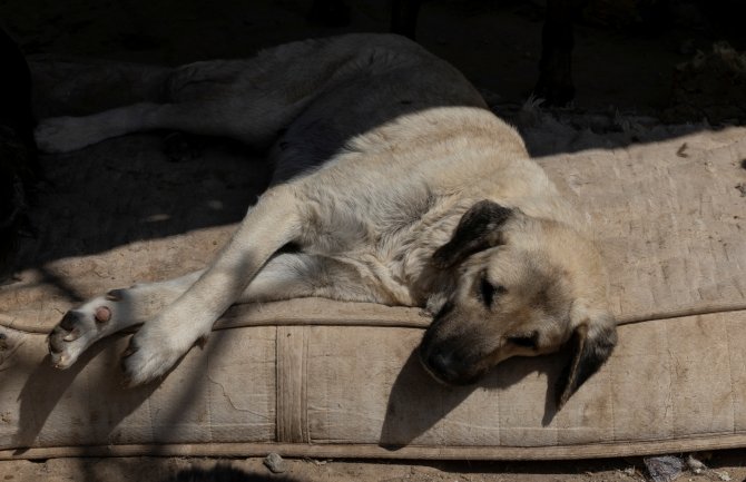 Srbija: Ko i kako kontroliše prihvatilišta za napuštene pse