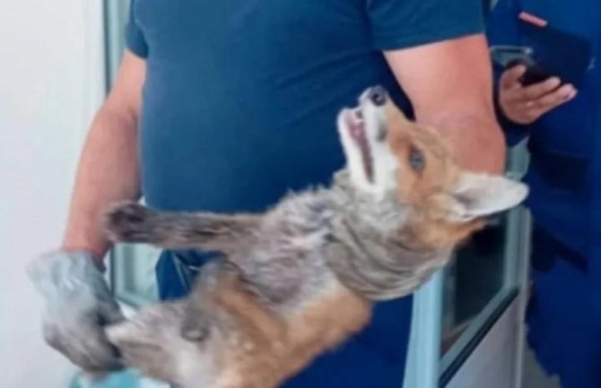 Uhvaćena lisica u prodavnici „Tehnomax“ u Pljevljima