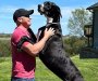 Samo tri dana nakon što je ušao u Guinnessovu knjigu rekorda, najviši pas na svijetu je uginuo