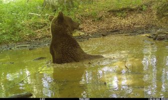 Užas u Sibiru: Medved usmrtio ženu dok je pecala