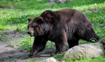 Rumunija udvostručila kvote za ubijanje medvjeda nakon smrti mlade planinarke