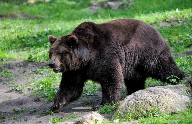 Rumunija udvostručila kvote za ubijanje medvjeda nakon smrti mlade planinarke