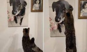 Snimak mačka kako žali za psom koji je uginuo rasplakao mnoge: Ne mogu ni zamisliti koliko je usamljen