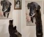 Snimak mačka kako žali za psom koji je uginuo rasplakao mnoge: Ne mogu ni zamisliti koliko je usamljen