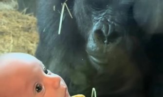 Gorila posmatrala bebu, njen idući potez je raznježio sve: 