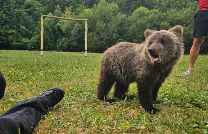 Mladunče mrkog medvjeda vraćeno u prirodno stanište