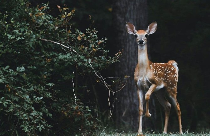 Masovni turizam u Japanu doveo do „bebi-buma“ populacije jelena